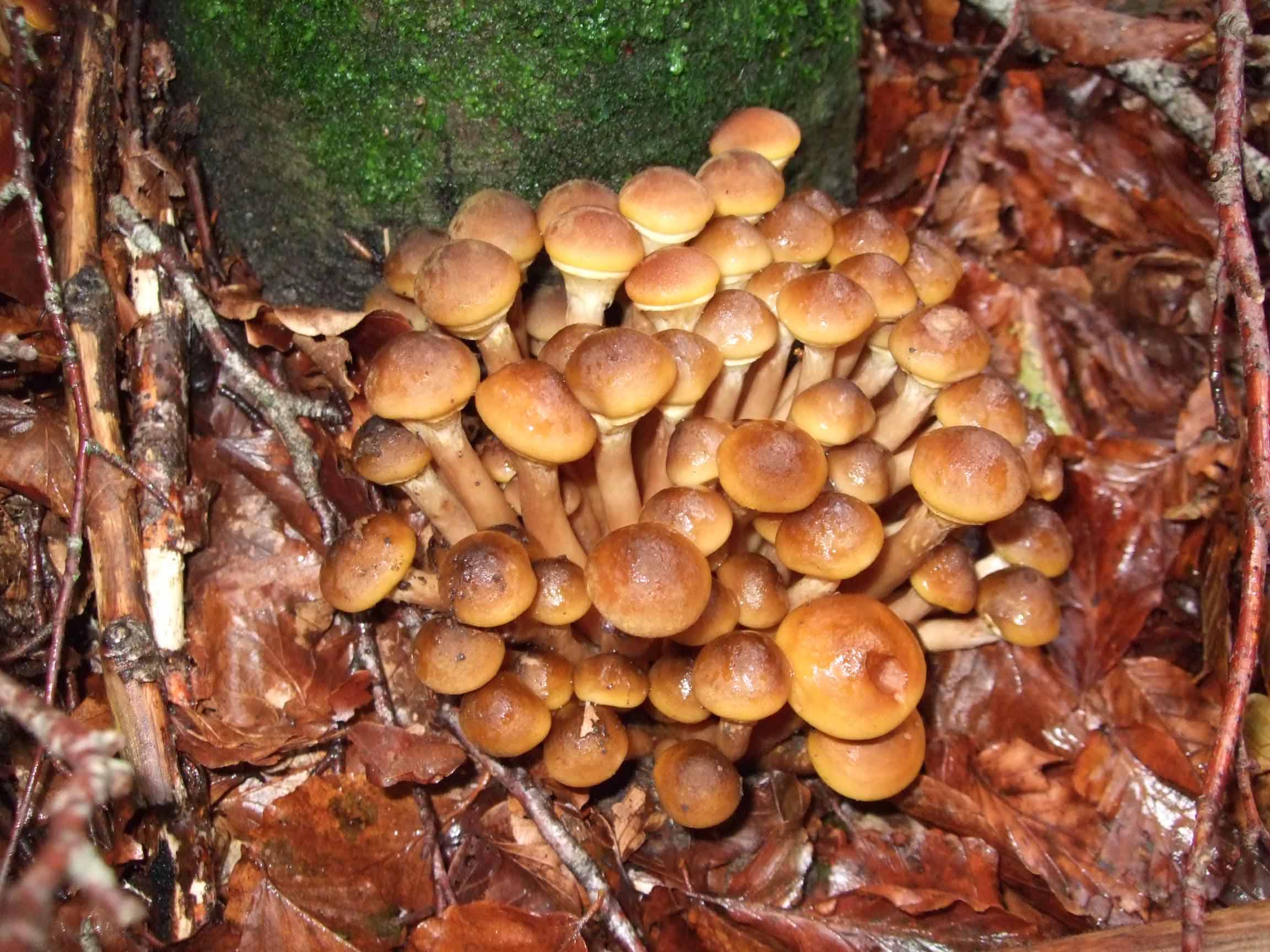 Armillaria mellea ?